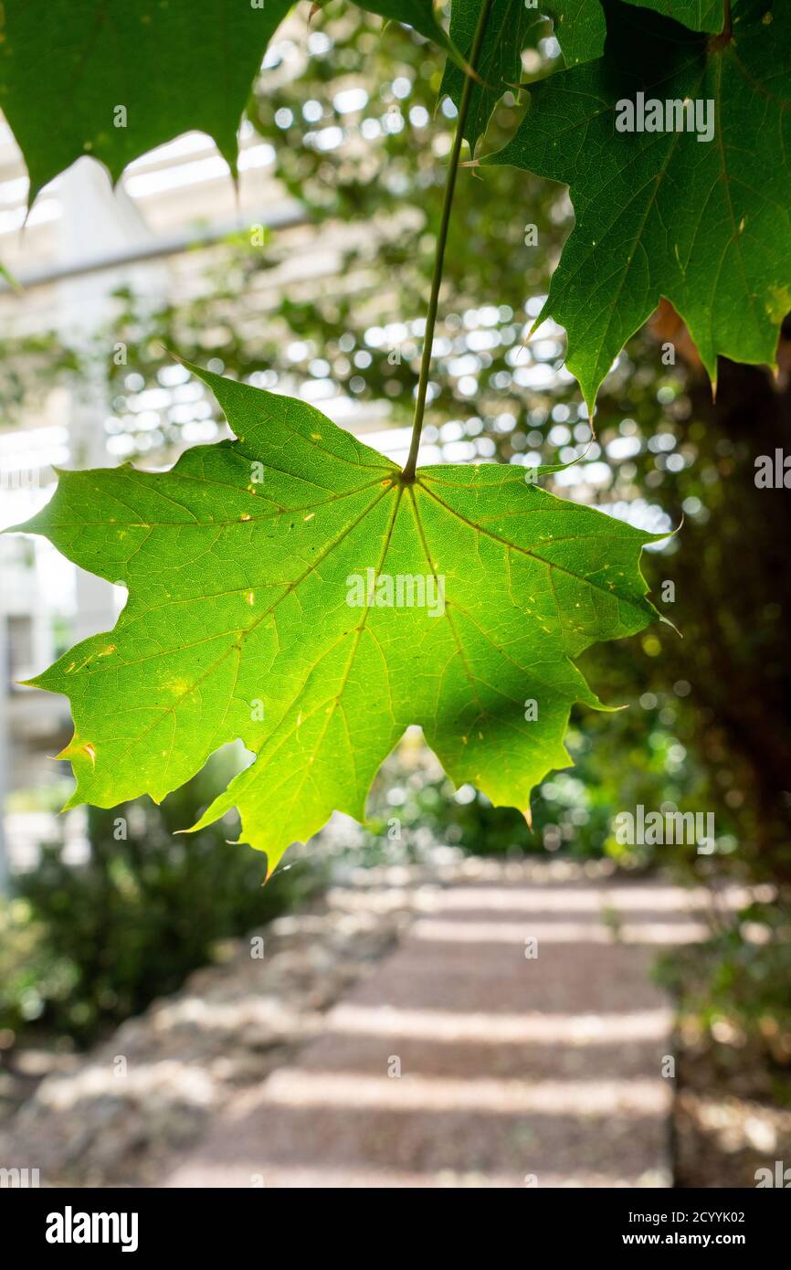 Green maple leaf hi-res stock photography and images - Alamy