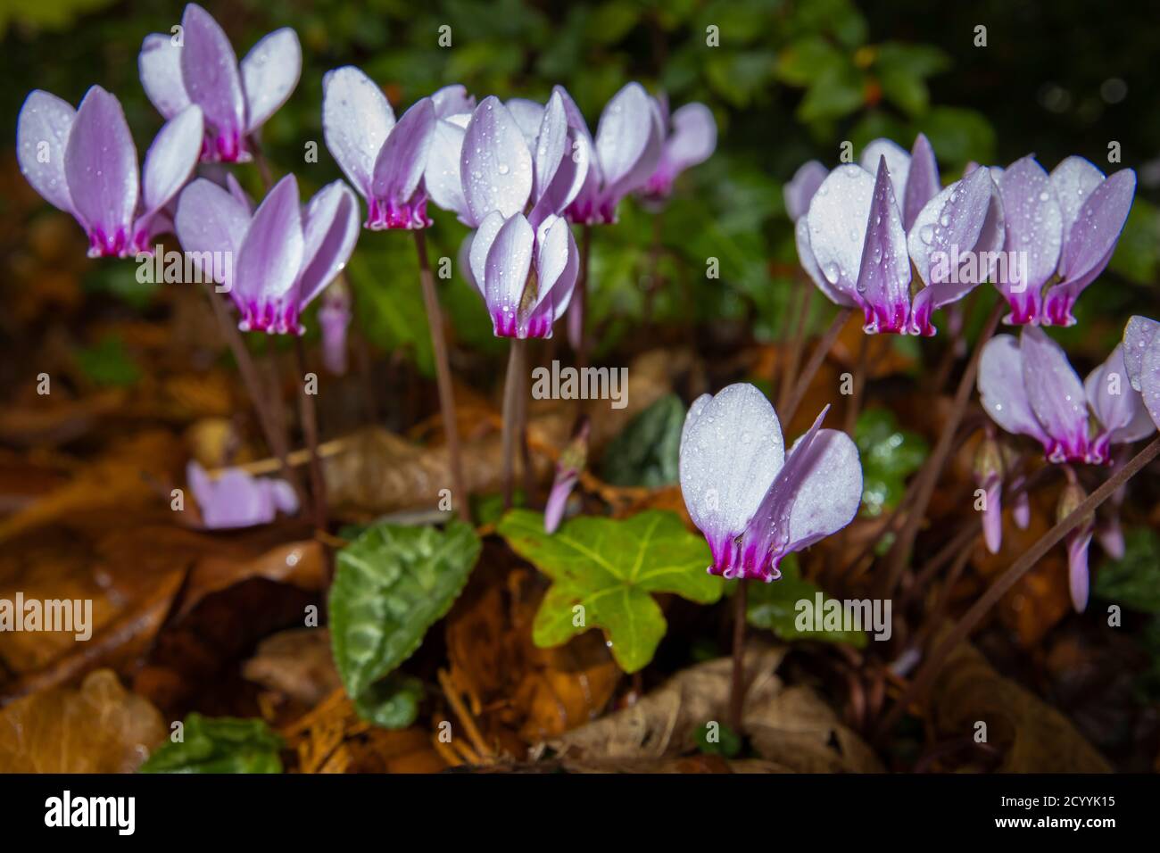 A cluster of delicate pink to purple hardy perennial autumn flowering ivy-leaved cyclamen hererifolium, in flower amongst ivy and fallen leaves Stock Photo