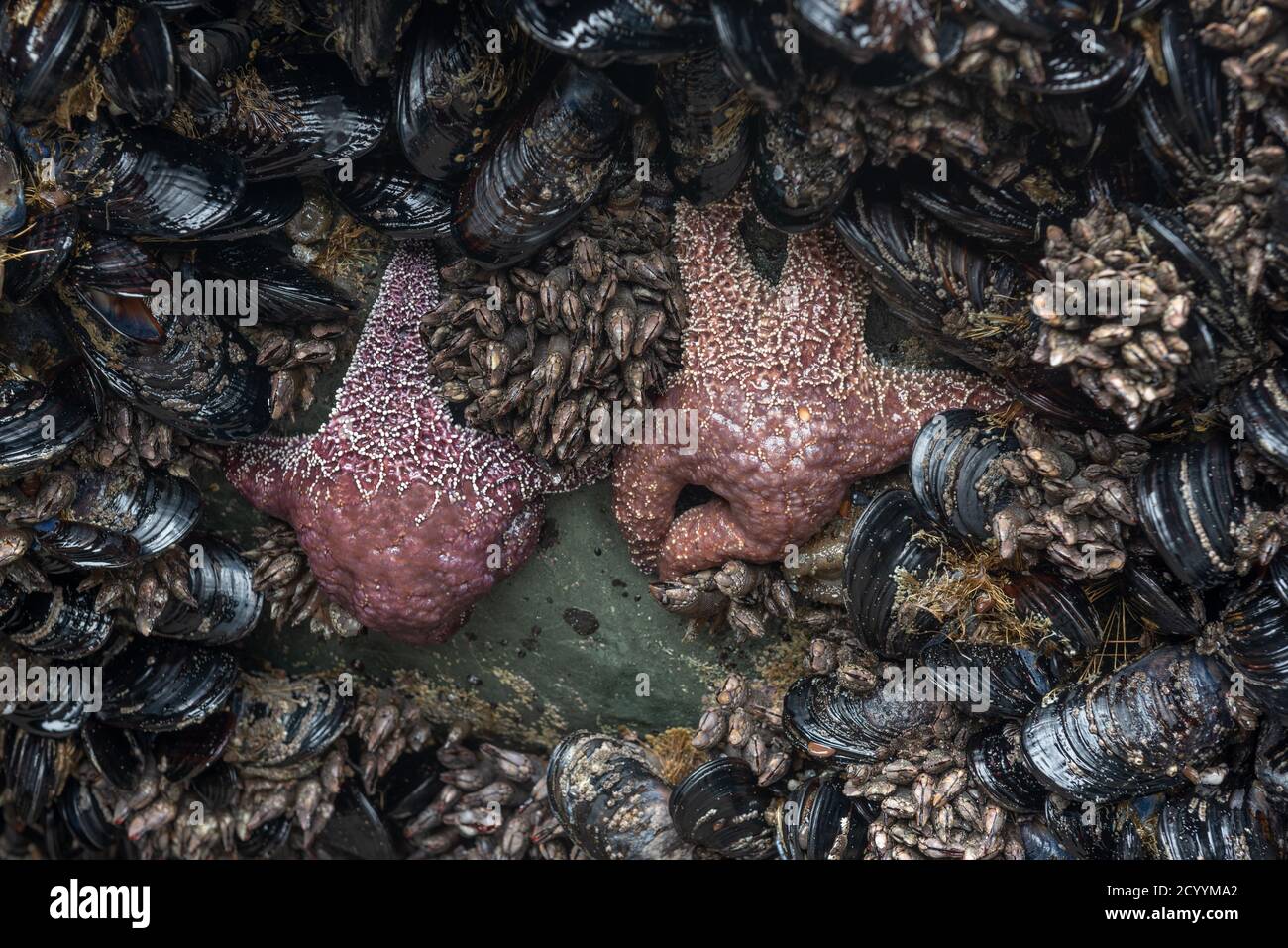 Tide pool animals sea star, clams and echinoderms underwater in the