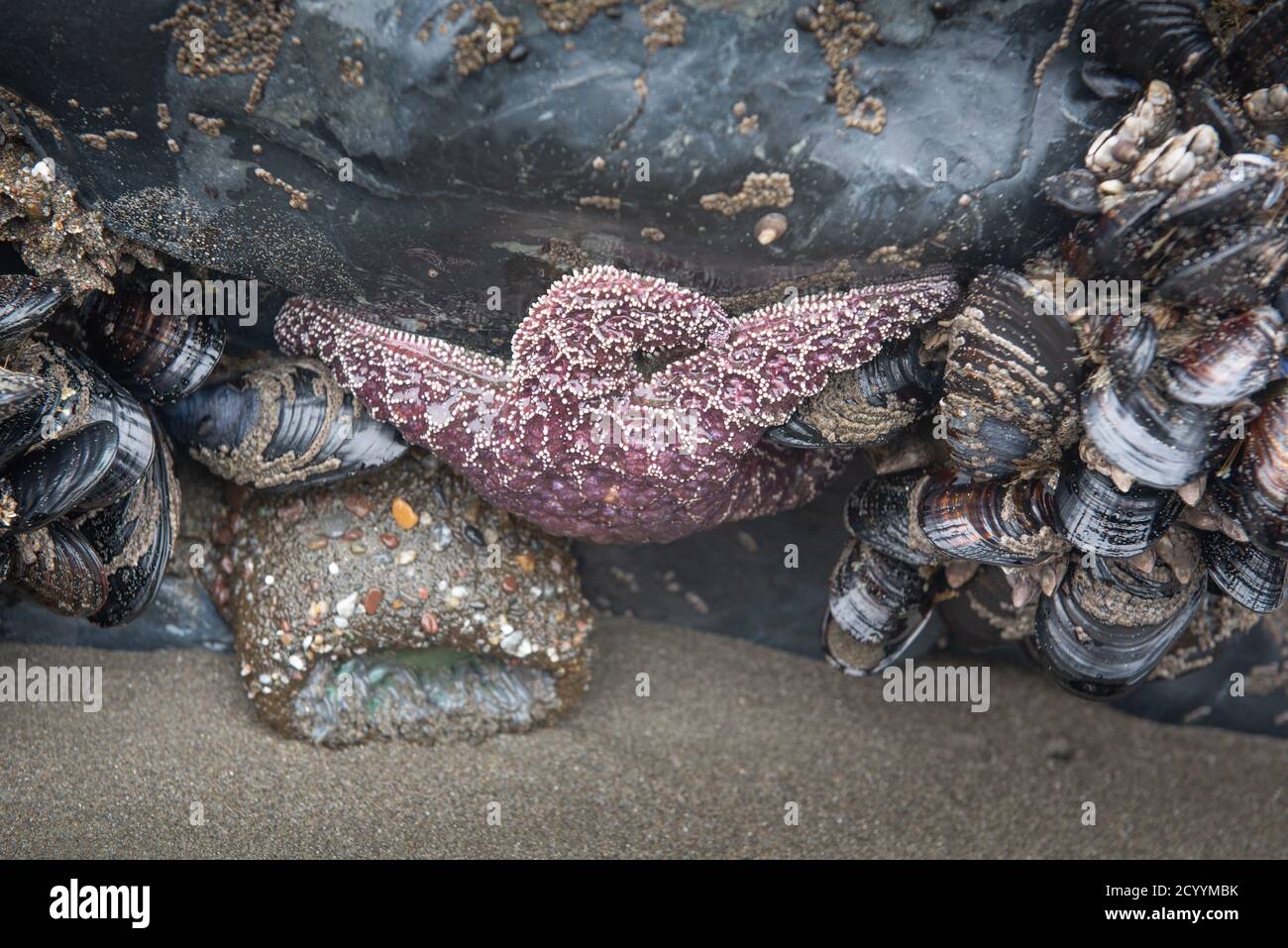 Tide pool animals sea star, clams and echinoderms underwater in the