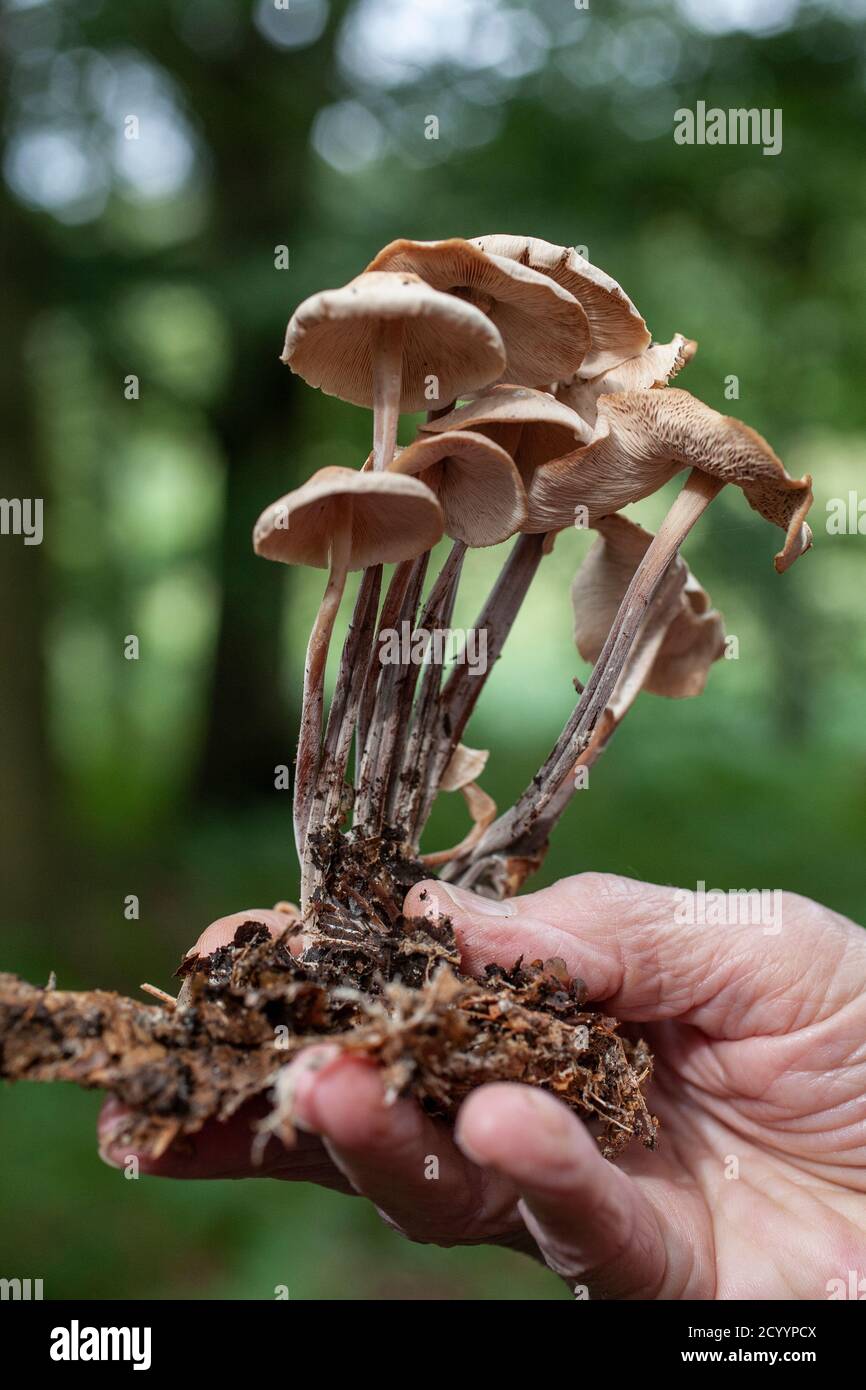 Children foraging wild mushrooms hi-res stock photography and images ...
