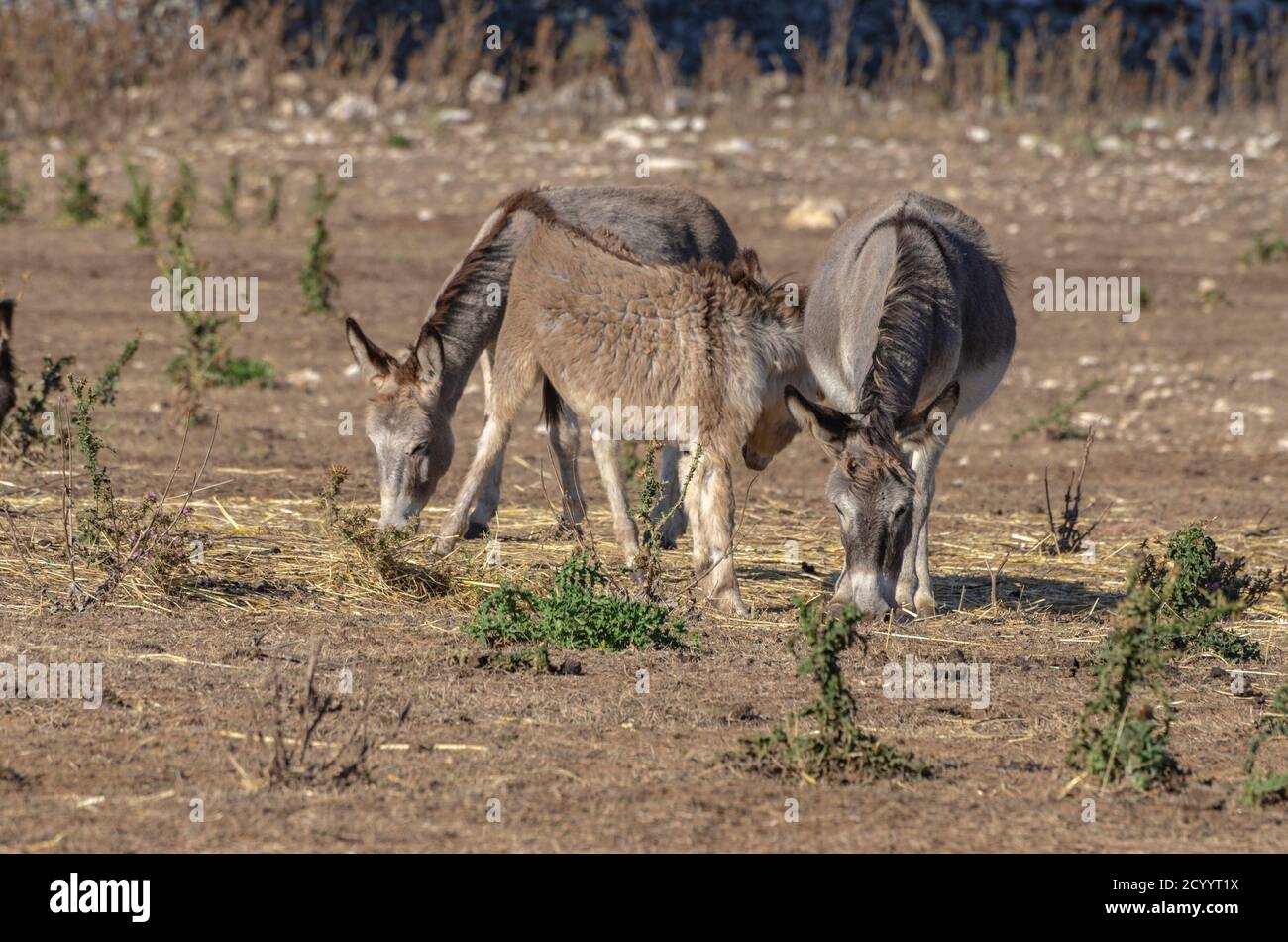 Donkeys Breeding High Resolution Stock Photography and Images - Alamy