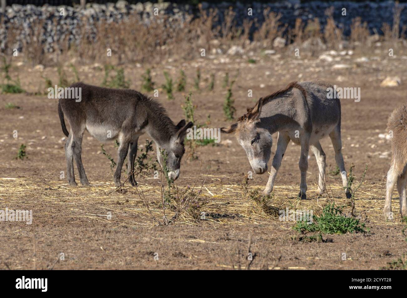 Group of donkeys grazing in the countryside Stock Photo Alamy