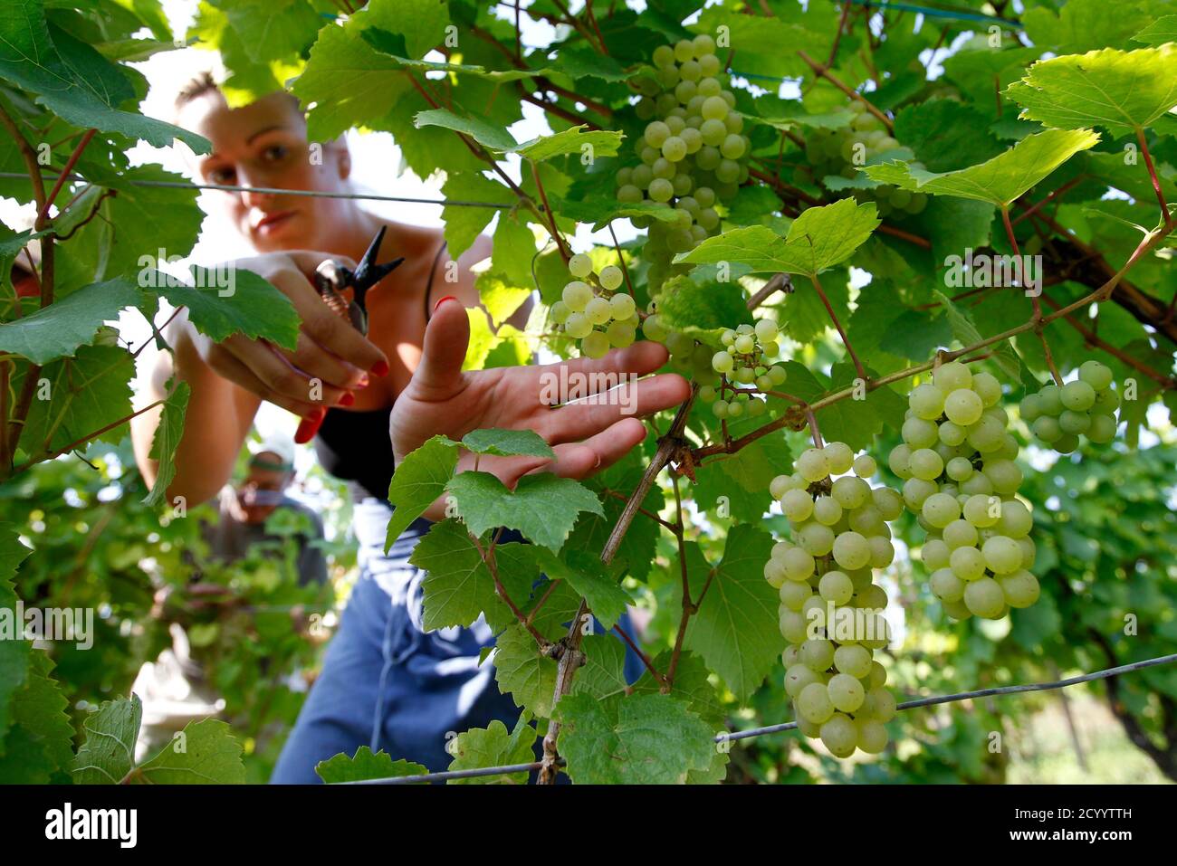 Cremant Sparkling Wine High Resolution Stock Photography And Images Alamy Cremant Sparkling Wine High Resolution Stock Photography And Images Alamy