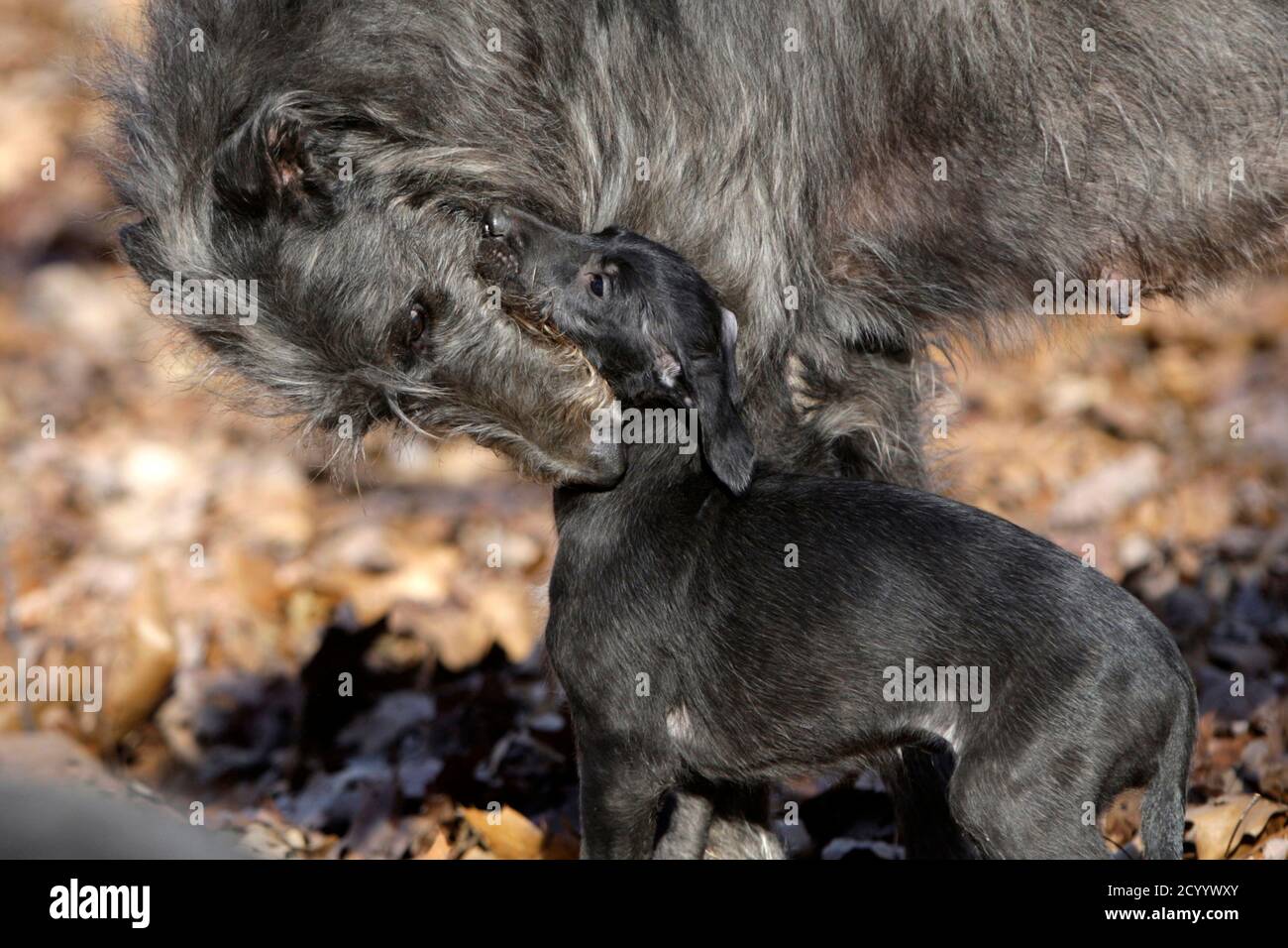 Hickory, who made history as the first-ever Scottish Deerhound to win Hickory, who made history as the first-ever Scottish Deerhound to win