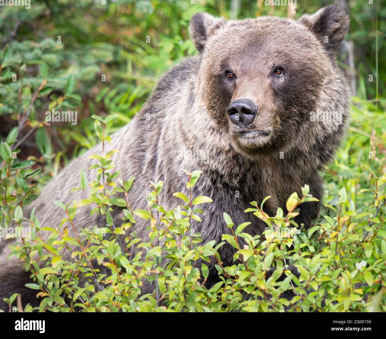 Grizzly bear in the wild Stock Photo - Alamy