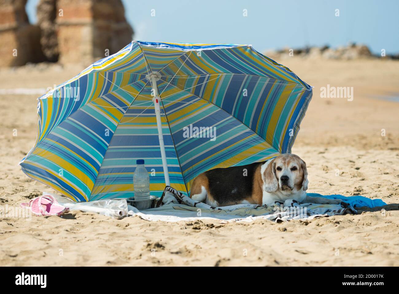 dog beach umbrella
