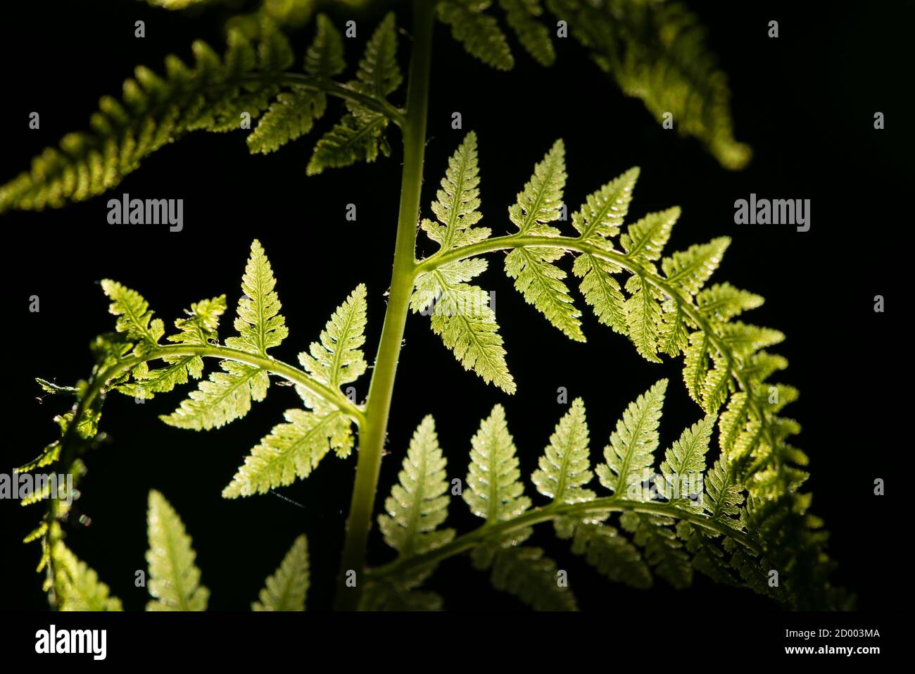 Fern leaves background sun hi-res stock photography and images - Alamy