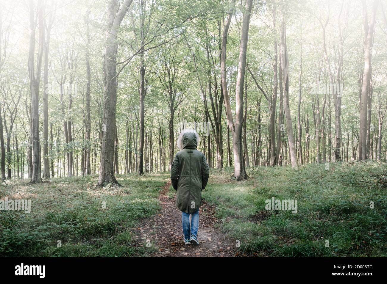 Woman walking through a forest with mist and fog, wearing a Parka coat, rear view. Stock Photo