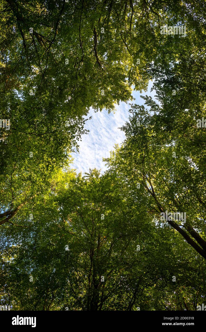 Looking up in Forest, tree tops with blue sky. Stock Photo