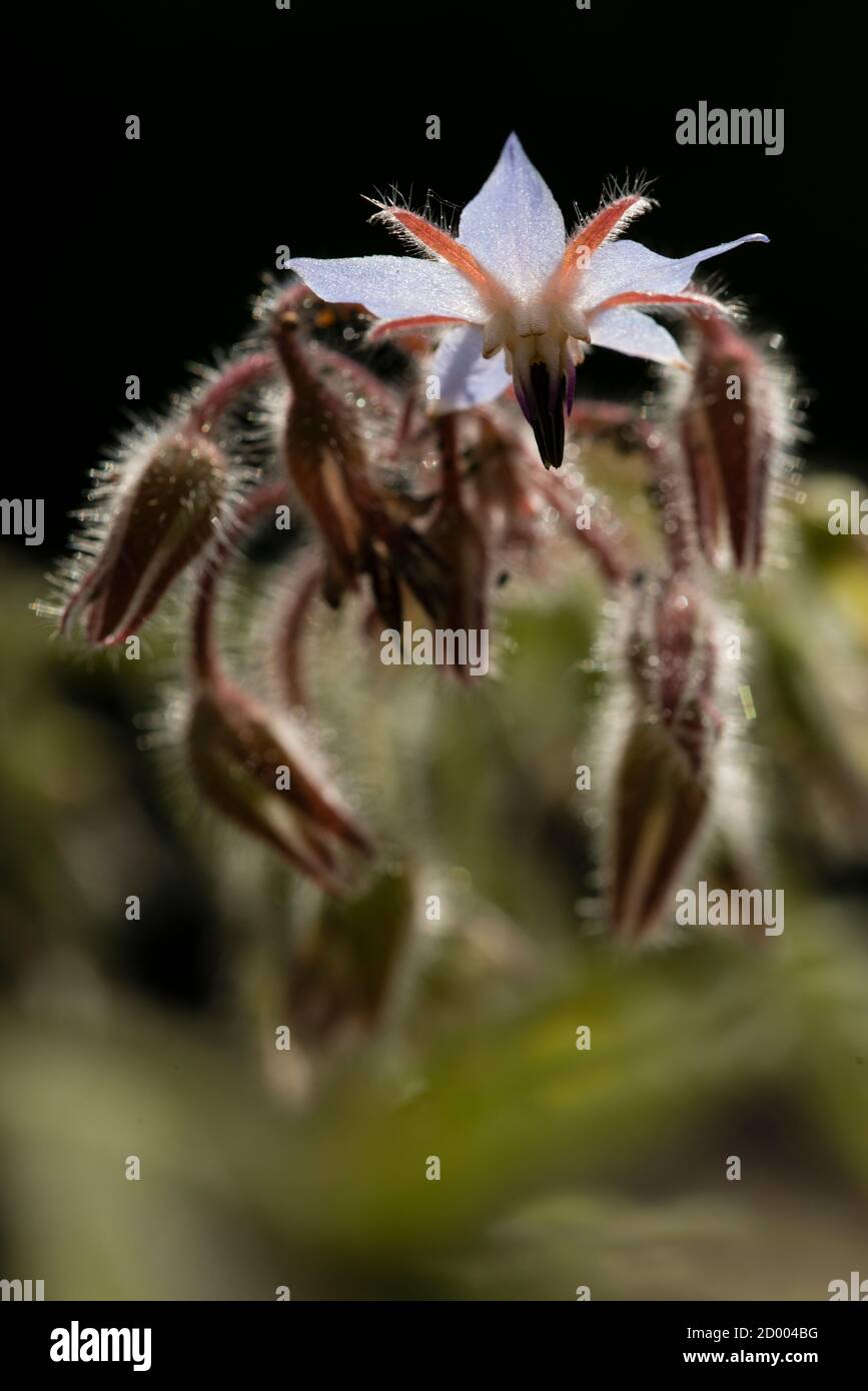 Borage Seeds - 35 To 640 Seeds, Starflower Herb For Bees & Pollinators 10 thumbnail image