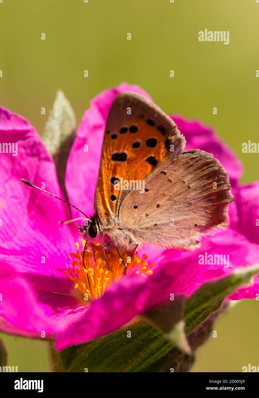 Brown and orange butterfly on pink rock rose flower Stock Photo