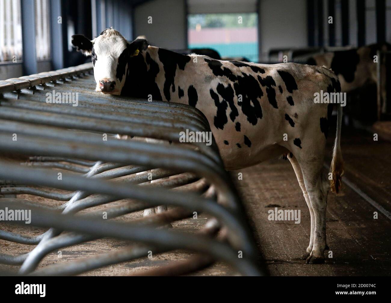 A cow looks on at a new dairy farm containing 800 animals on the day of its opening in the village of Petrovskoye in Leningrad region, some 90 km (56 miles) north A cow looks on at a new dairy farm containing 800 animals on the day of its opening in the village of Petrovskoye in Leningrad region, some 90 km (56 miles) north
