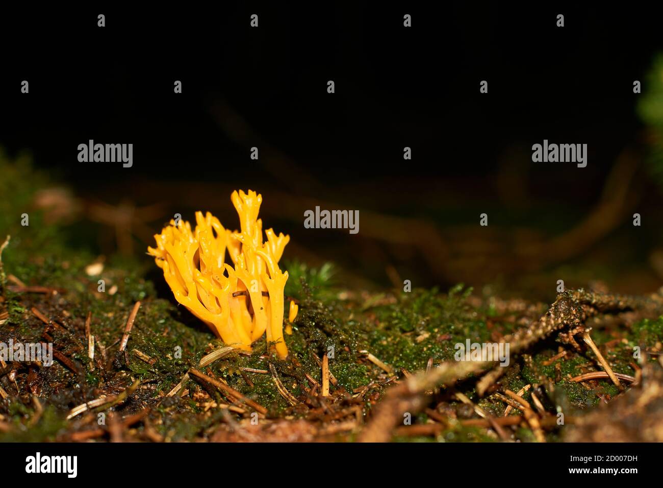 orange mushroom ramaria fagetorum in the forest in moss Stock Photo