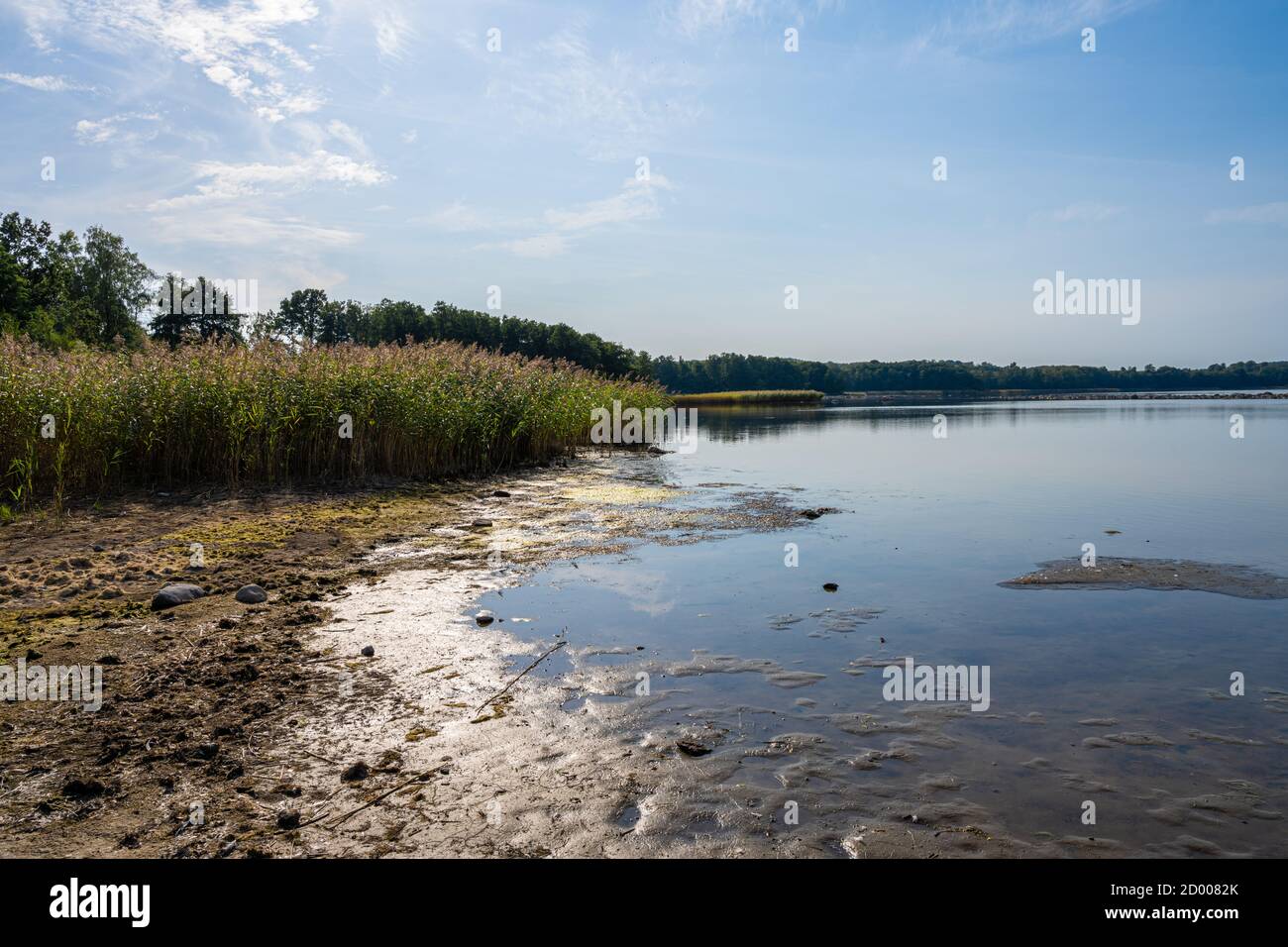 A backlit photo of a beautiful scenery with reed at a lake one of the ...