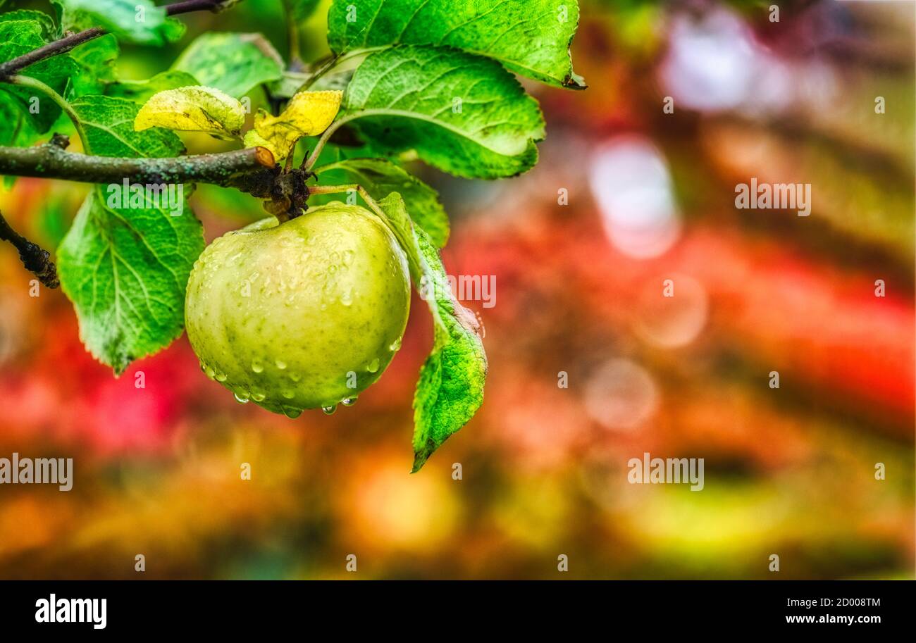 A green mature apple with a blurry backdrop Stock Photo