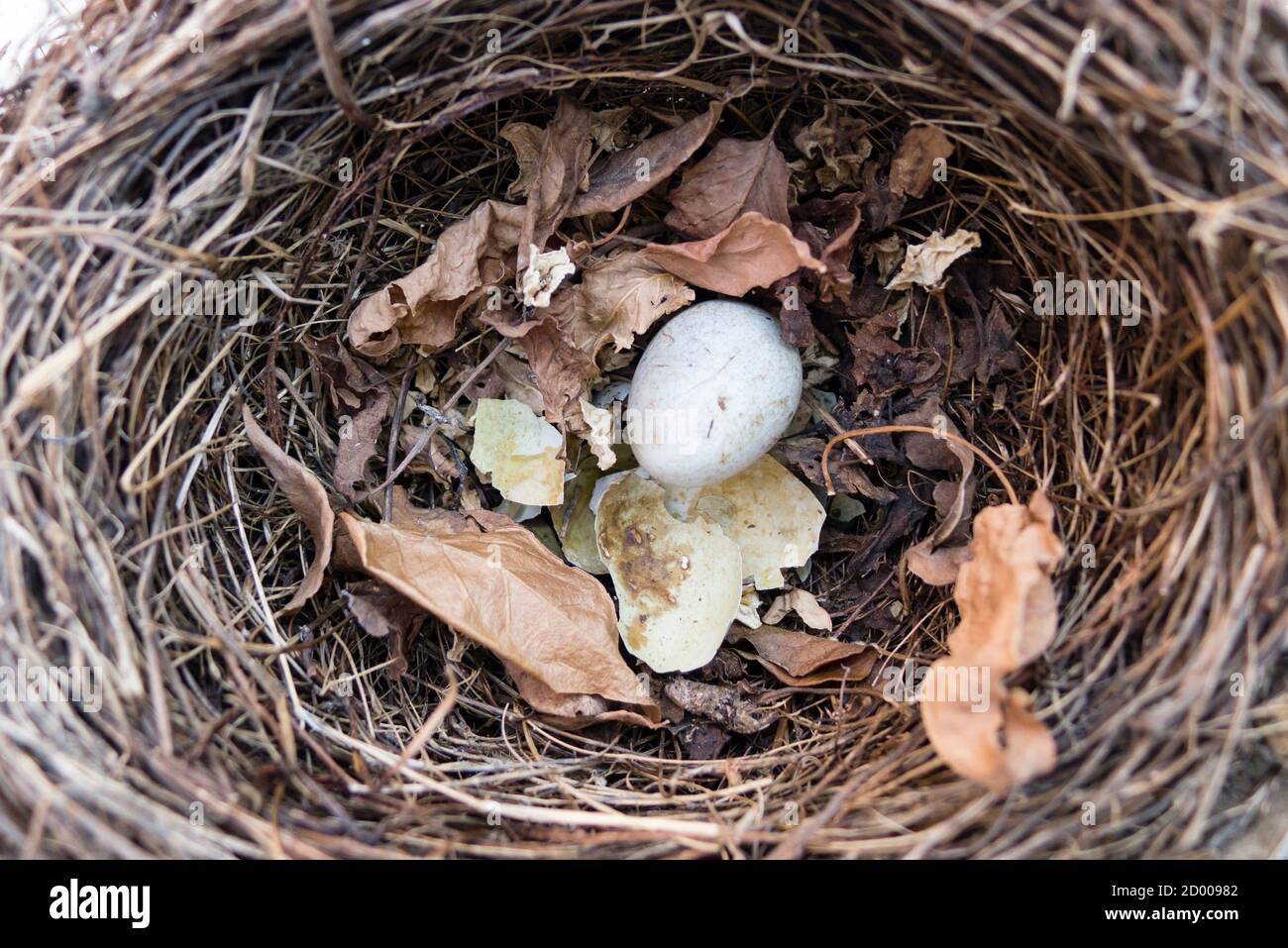Black bird nest with one intact egg and one broken Stock Photo - Alamy