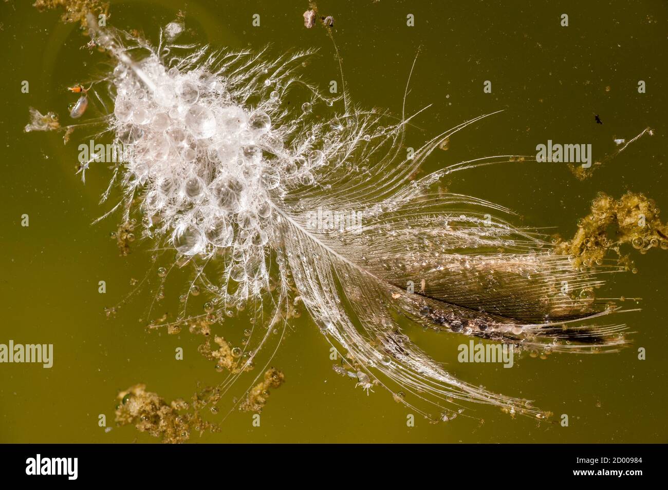 Bird Feather floating on water surface under the sun Stock Photo Alamy