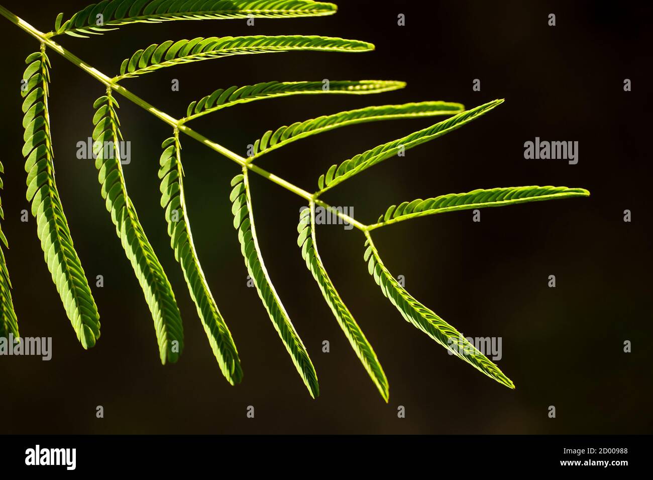 Mimosa plant leaf with leaflets closed to the stem Stock Photo Alamy
