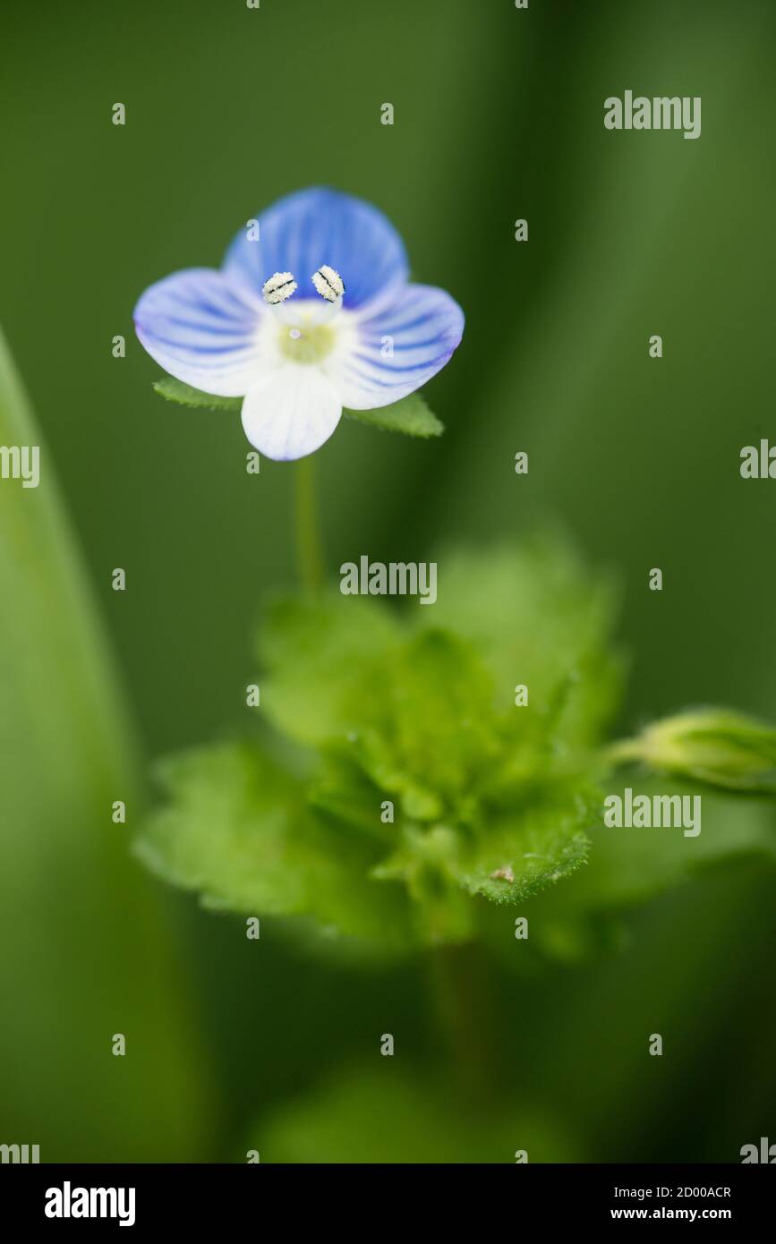 Veronica persica flower, birdeye speedwell, common field-speedwell,Persian large field bird's-eye,  flowering plant in the plantain family Stock Photo