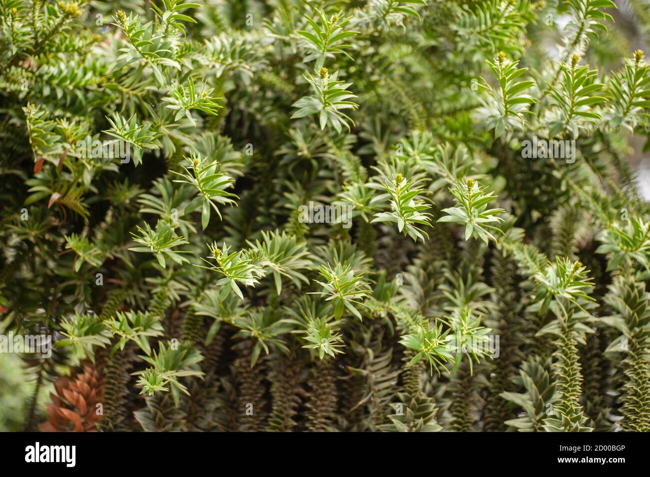 Araucaria bidwillii, bunya pine, large evergreen coniferous tree in the plant family Araucariaceae Stock Photo