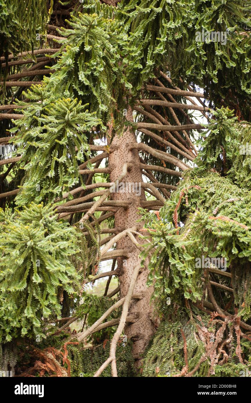 Araucaria bidwillii, bunya pine, large evergreen coniferous tree in the plant family Araucariaceae Stock Photo