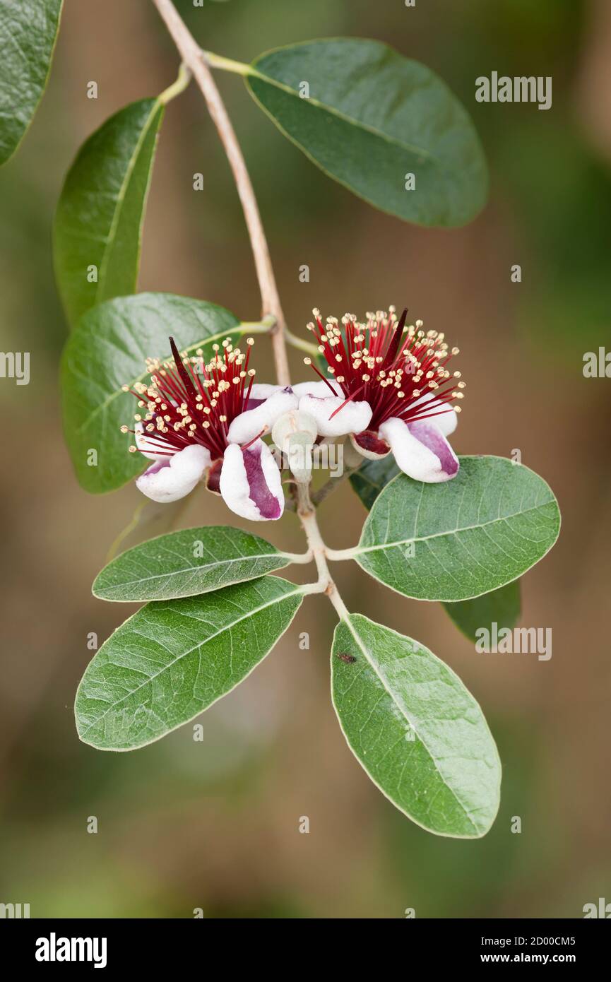 Flowers of Acca sellowiana, flowering plant in the myrtle family