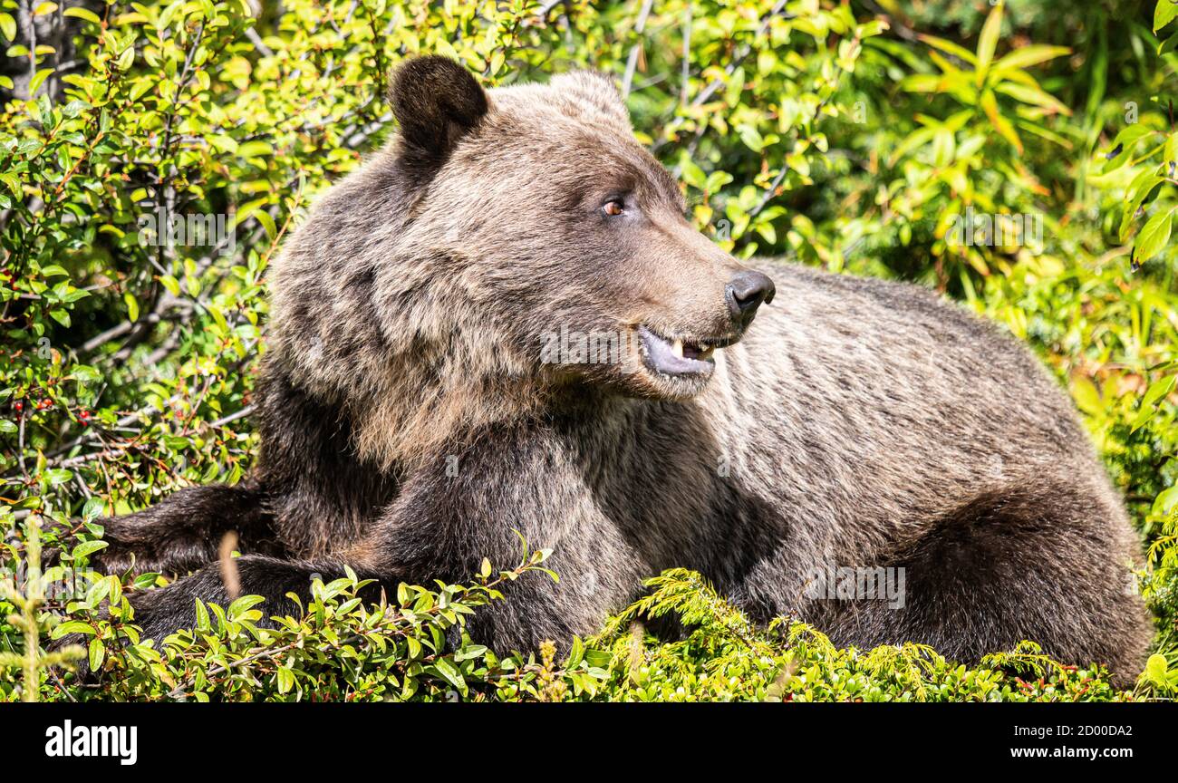 Grizzly Bear In The Wild Stock Photo Alamy