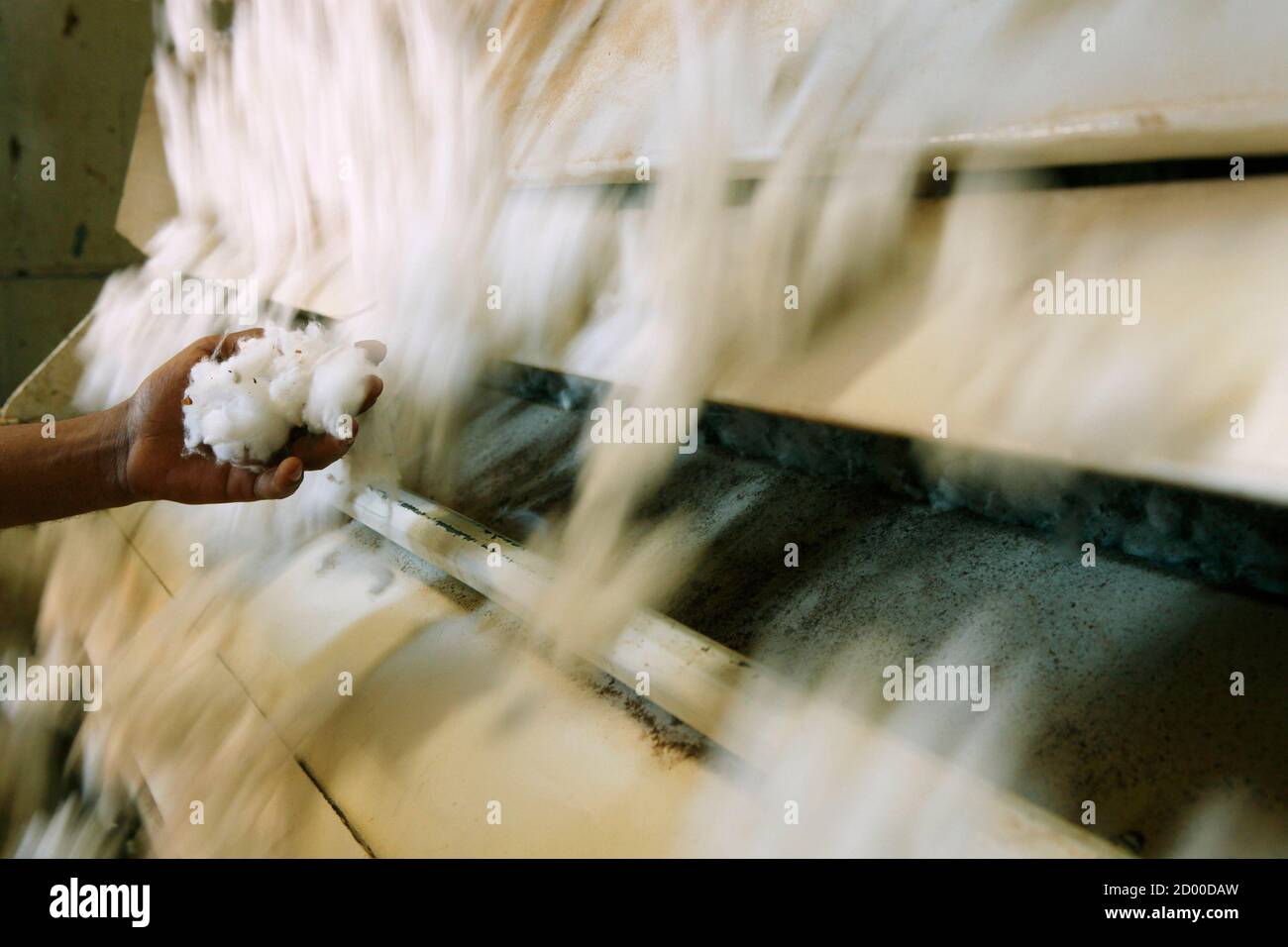 Agriculture - A farmers hand holds cotton squares and blossoms on a mid  growth cotton plant / Louisiana, USA Stock Photo - Alamy