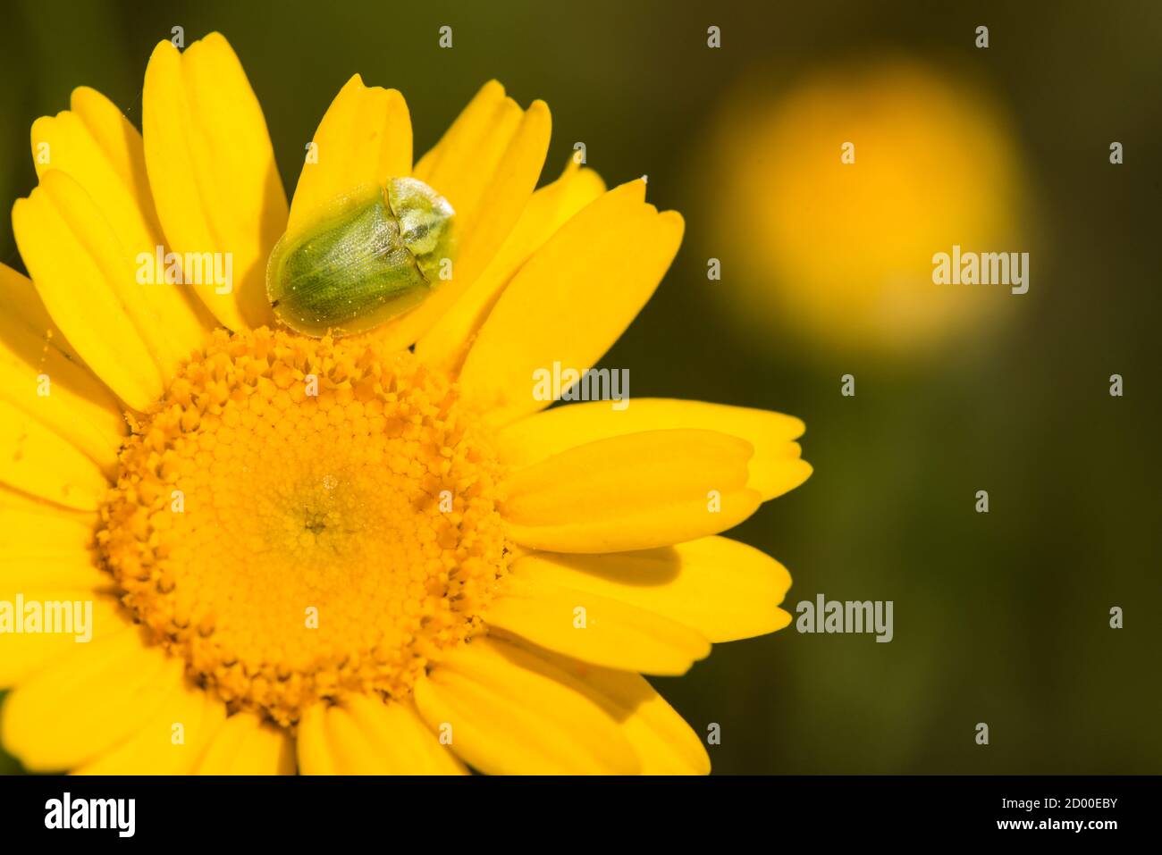 Green tortoise beetle insect, Cassida viridis, on yellow daisy. Stock Photo