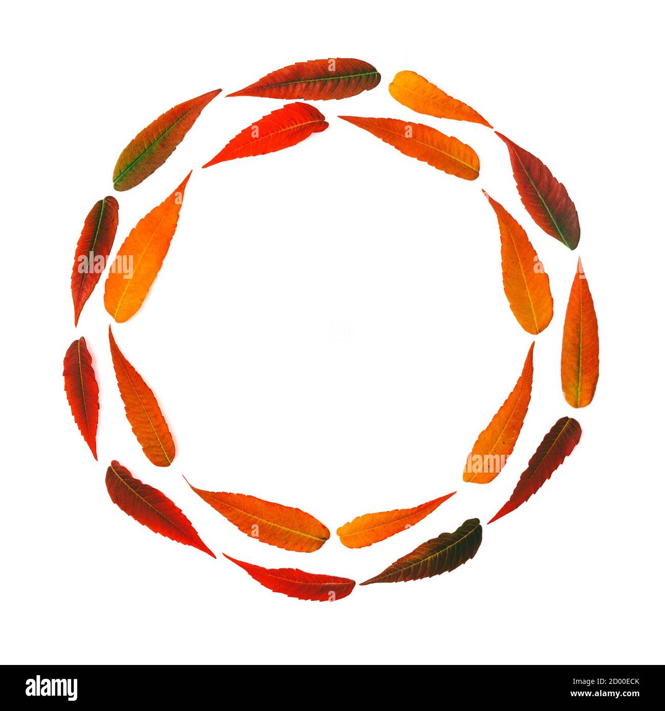 round frame of bright autumn leaves isolated on white background, mock ...