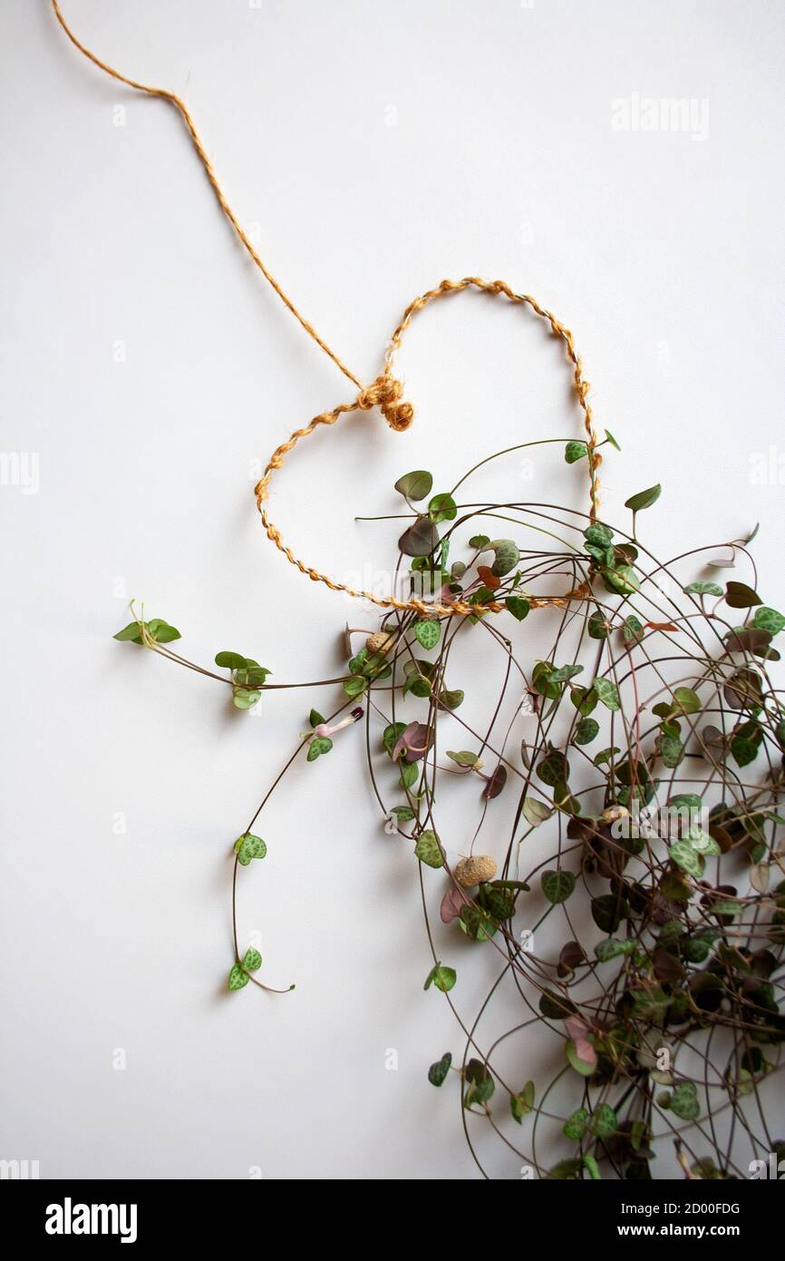 Ceropegia woodii, also known as chain of hearts, plant branch with