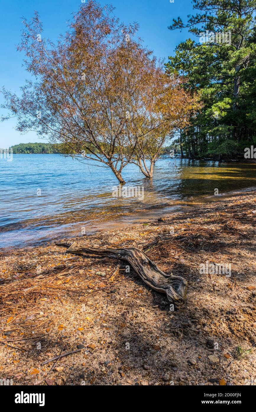 Two trees in the water at the lakeshore submerged from lots of rain with a log laying on the beach in the foreground and the woodlands in the backgrou Stock Photo