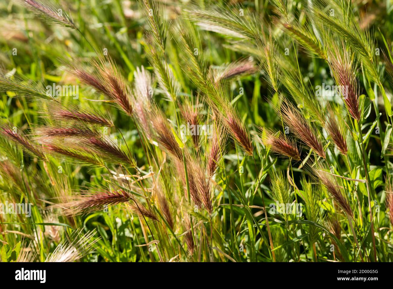 Red and yellow green grass spikes in Summer time. Stock Photo