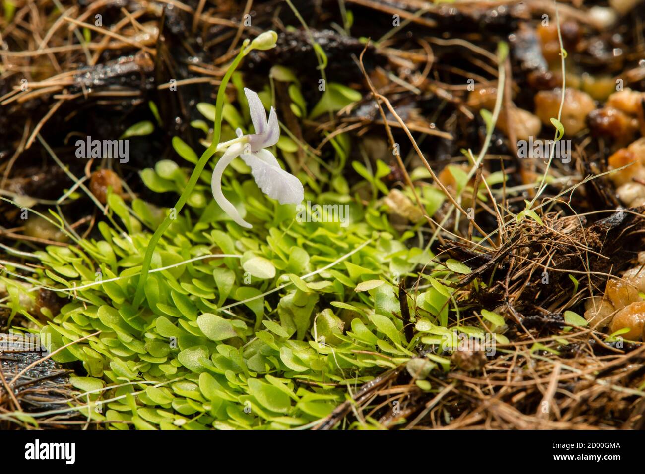Plants and flowers of Utricularia sandersonii, small perennial carnivorous plant, endemic to South Africa Stock Photo