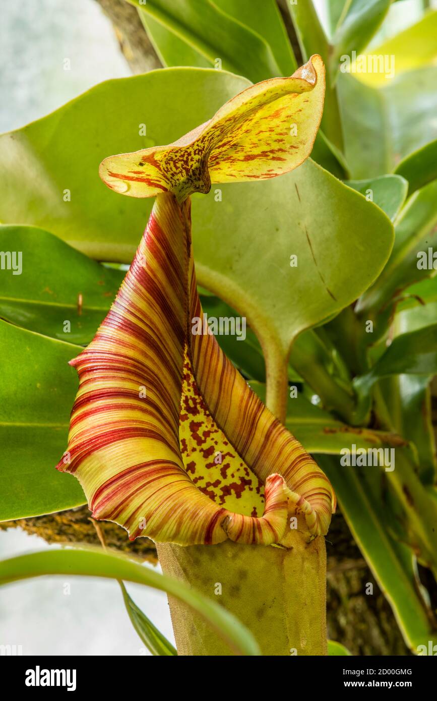 Insect trap of Nepenthes, also known as tropical pitcher plant or ...