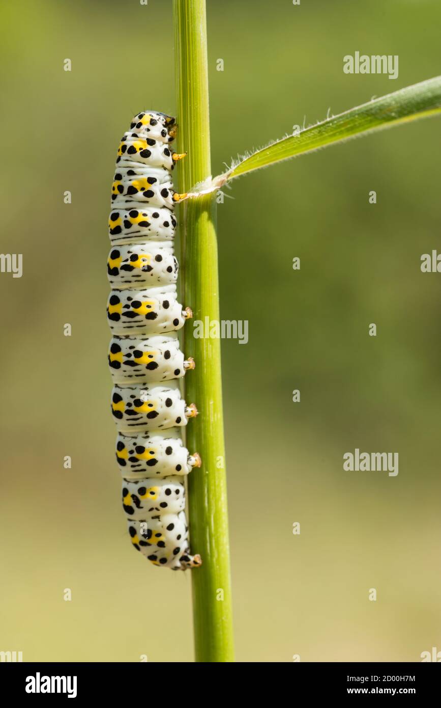 Caterpillar of mullein moth, Cocullia verbasci, on green grass stem. Stock Photo