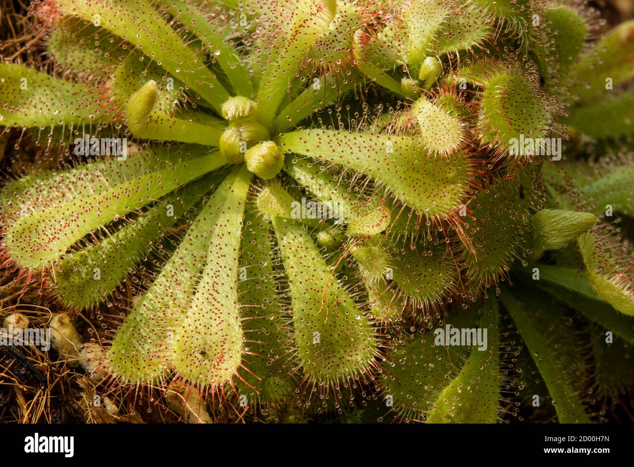 Plants of Drosera, sundew, carnivorous plant, with red mucilaginous sticky glands Stock Photo