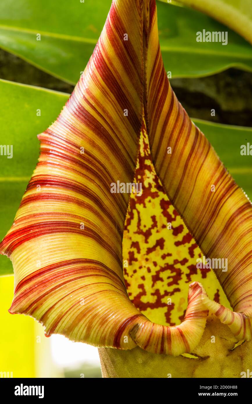 Insect trap of Nepenthes, also known as tropical pitcher plant or ...