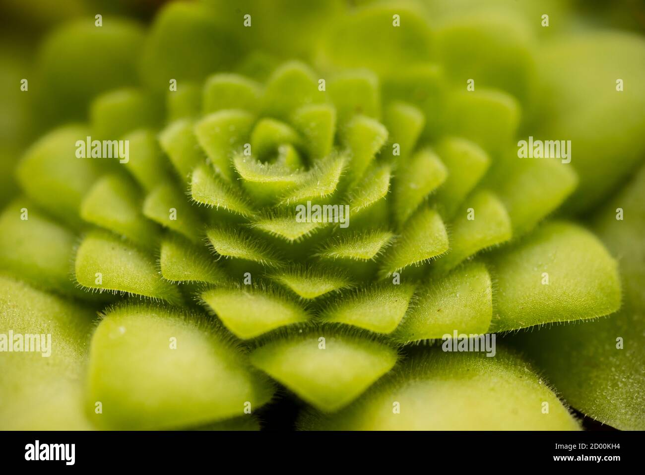 Leaf rosette of the carnivorous Pinguicula moranensis with sticky tentacles. Stock Photo