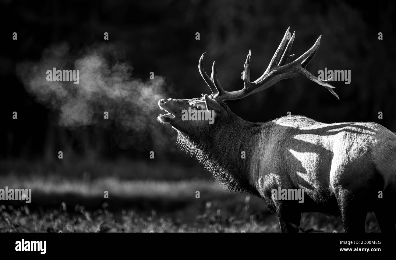 Bull Elk in Autumn Stock Photo Alamy