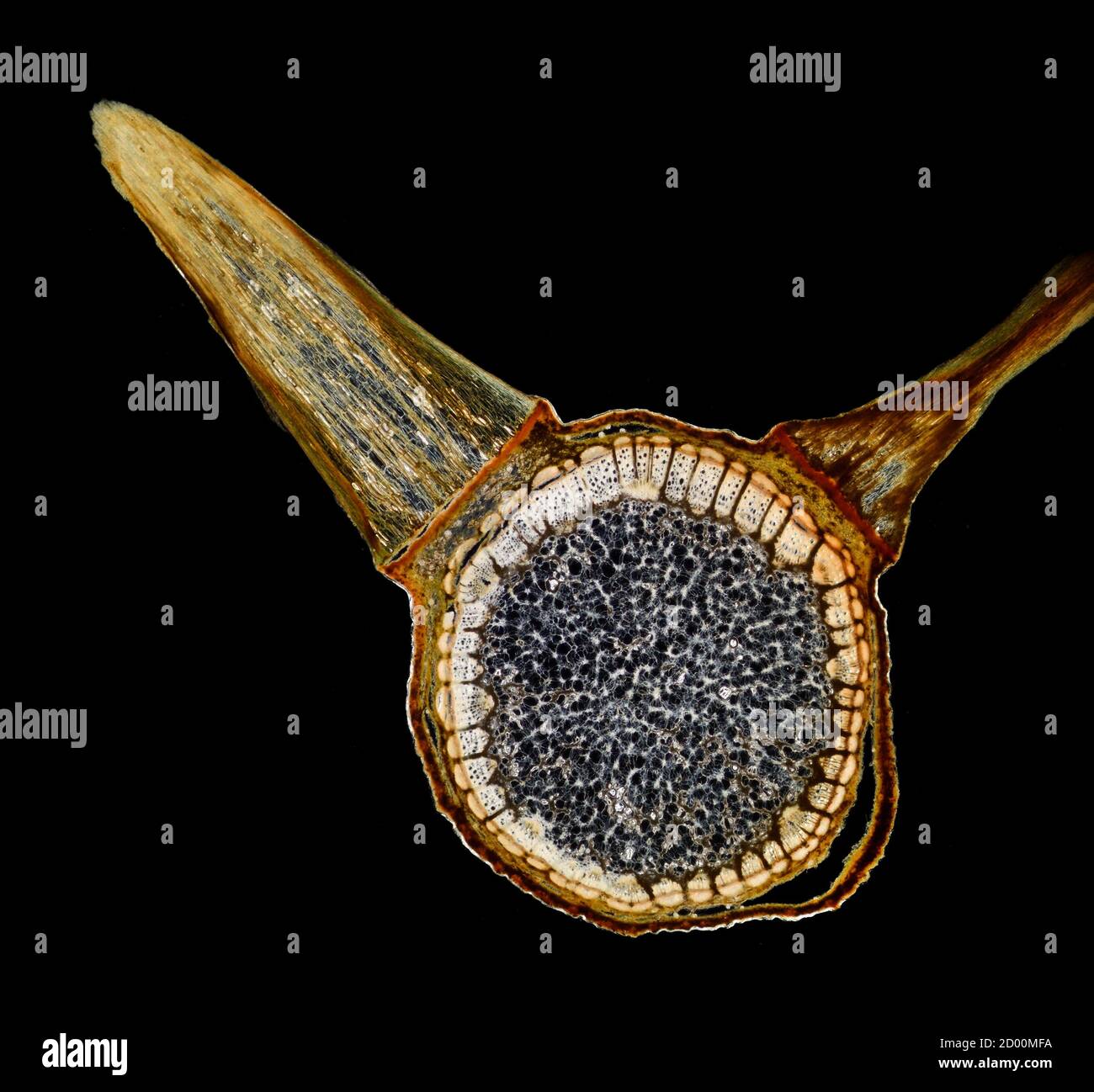 Rambling rose thorn, stem section TS Stock Photo Alamy
