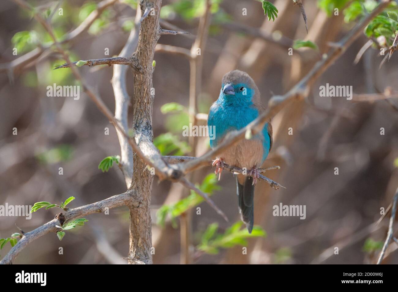 Uraeginthus angolensis, Blue waxbill, on a branch, Namibia, Africa Stock Photo