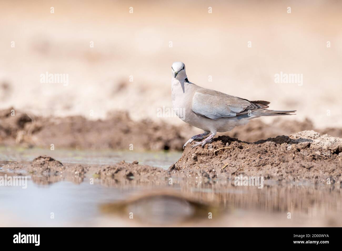 Streptopelia capicola, Cape turtle dove, perched on the ground, Namibia ...