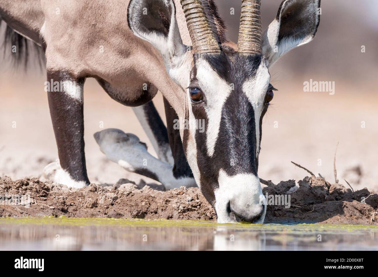 Oryx gazella, oryx, gemsbok, down on  knees, drinking, Namibia, Africa Stock Photo