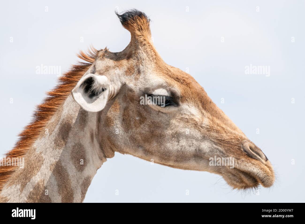 Giraffa camelopardalis, three-horned giraffe, Namibia, Africa Stock