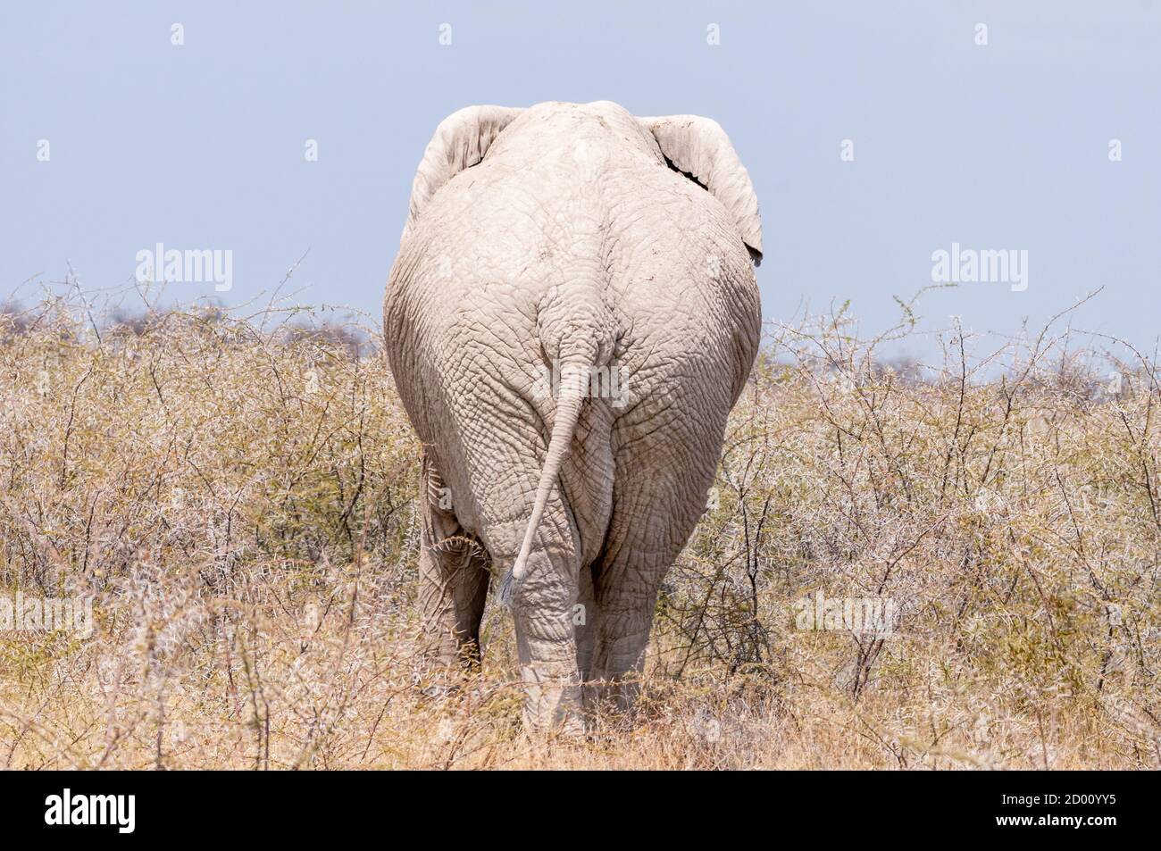 Loxodonta africana, African bush elephant, Namibia, Africa Stock Photo