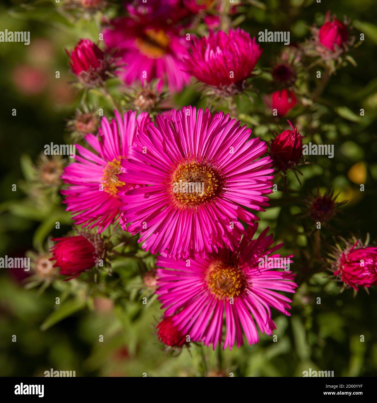 Red Michaelmas Daisy heads Stock Photo Alamy