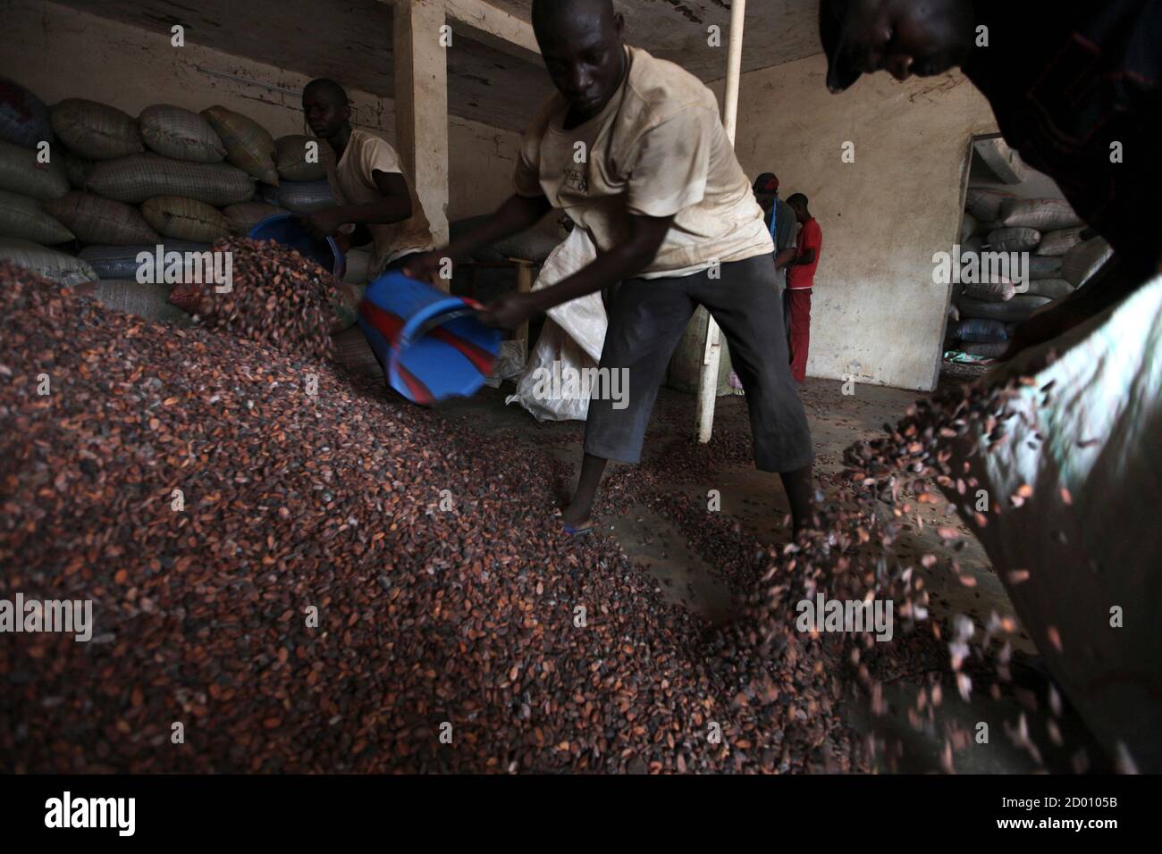 Worker fill a sack with cocoa beans in Duekoue May 18, 2011. Ivory Coast's cocoa industry, which feeds some 40 percent of global demand, was badly hit by the country's internal strife, which only eased when forces loyal to Alassane Ouattara, rival to former president Laurent Gbagbo, captured Gbagbo from his home last month, with the help of the French military. EU and U.S. sanctions on Gbagbo and his aides, plus a call for a cocoa ban by Ouattara, effectively shut down exports for three months. The banking system collapsed, leaving cocoa traders with no cash to pay farmers. To match feature IV Stock Photo