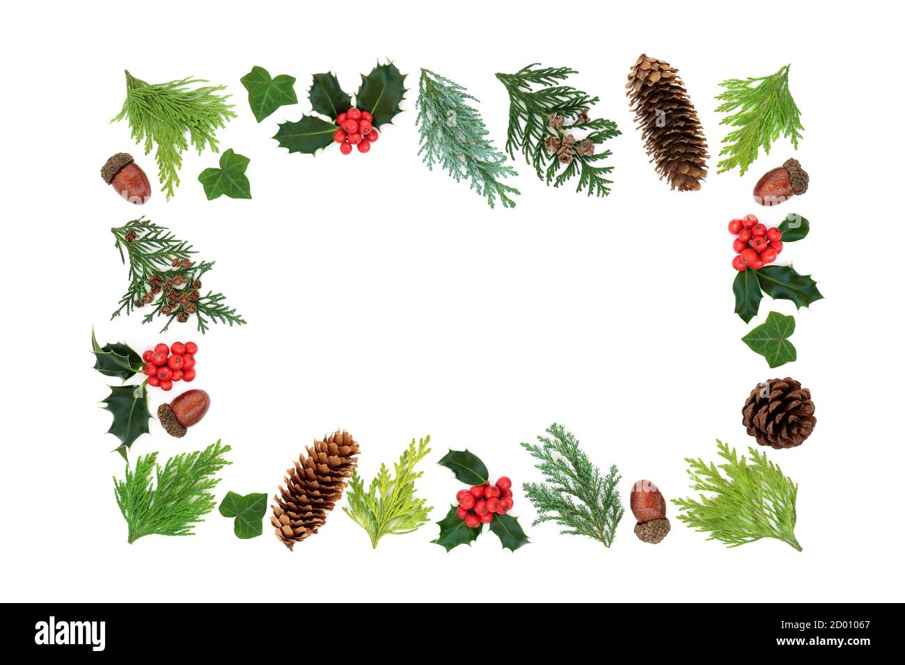 Traditional Winter Christmas & New Year greenery floral border with holly, cedar cypress firs, acorns &  ivy on white background. Stock Photo